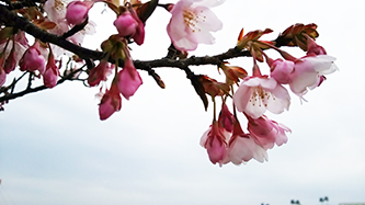里主のコラム　蜂須賀桜